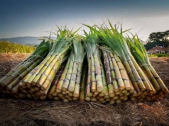 Busoga’s Sugar Paradox: The Sweetness That Bittered Busoga, Progress By the Tonne, Poverty By The Kilo.