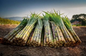 Busoga’s Sugar Paradox: The Sweetness That Bittered Busoga, Progress By the Tonne, Poverty By The Kilo.